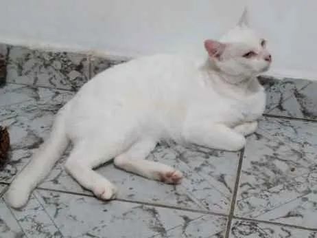 Gato ra a Srd idade 6 ou mais anos nome Snow Bell / Neve