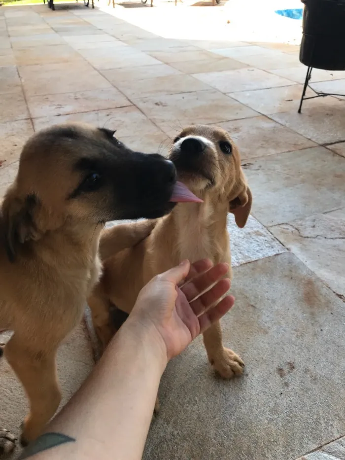 Cachorro ra a SRD idade 2 a 6 meses nome Sem Nome