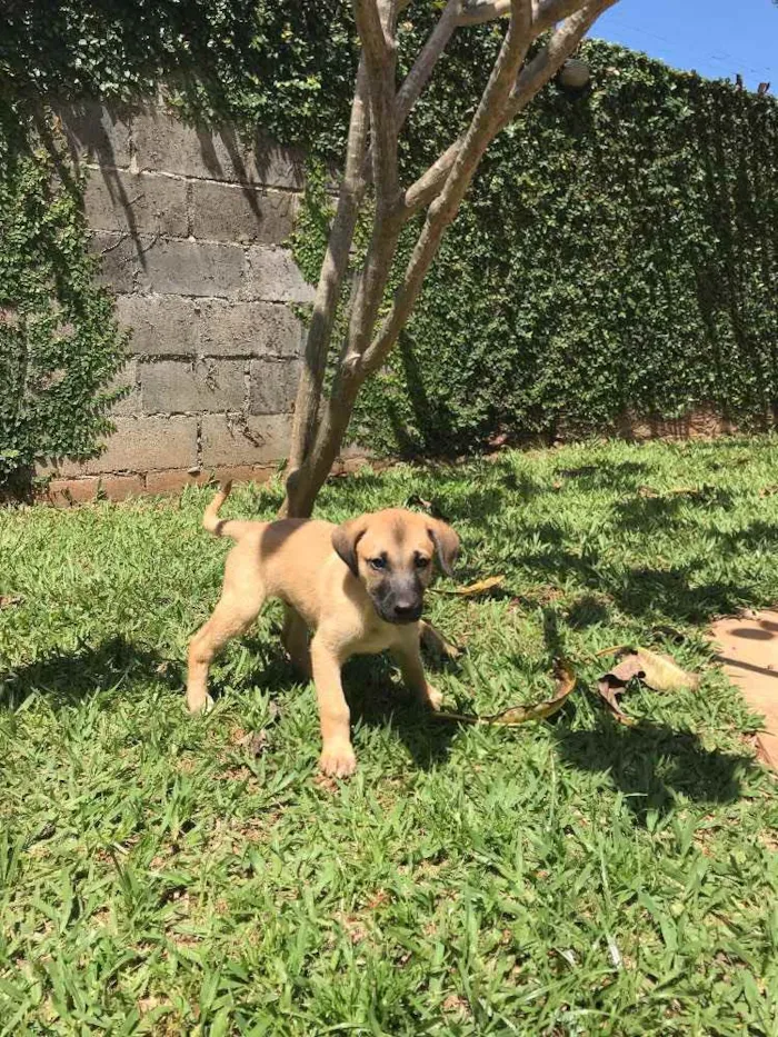 Cachorro ra a SRD idade 2 a 6 meses nome Sem Nome