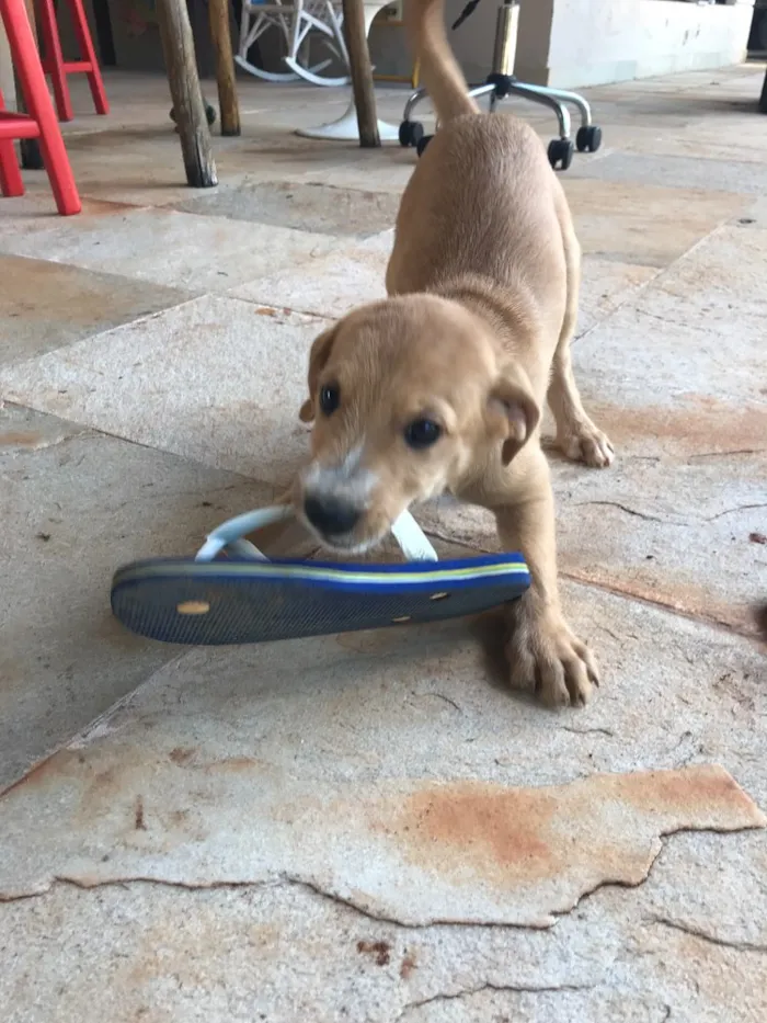 Cachorro ra a SRD idade 2 a 6 meses nome Sem Nome
