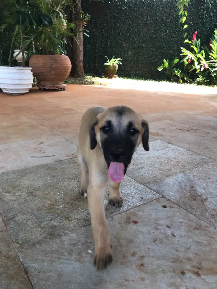 Cachorro ra a SRD idade 2 a 6 meses nome Sem Nome