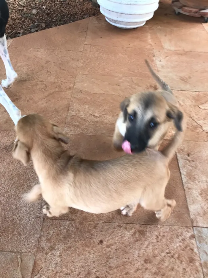 Cachorro ra a SRD idade 2 a 6 meses nome Sem Nome