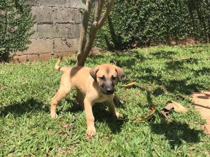 Cachorro ra a SRD idade 2 a 6 meses nome Sem Nome