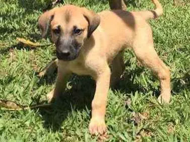 Cachorro ra a SRD idade 2 a 6 meses nome Sem Nome