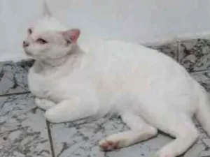 Gato raça Srd idade 6 ou mais anos nome Snow Bell / Neve