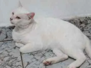 Gato ra a Srd idade 6 ou mais anos nome Snow Bell / Neve