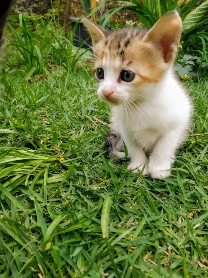 Gato raça Sem raça definida idade Abaixo de 2 meses nome Filhotes