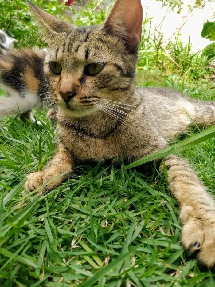 Gato raça Sem raça definida idade Abaixo de 2 meses nome Filhotes