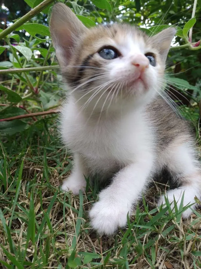 Gato raça Sem raça definida idade Abaixo de 2 meses nome Filhotes
