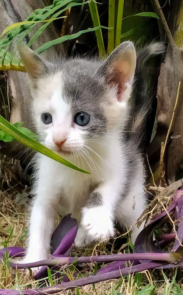 Gato raça Sem raça definida idade Abaixo de 2 meses nome Filhotes