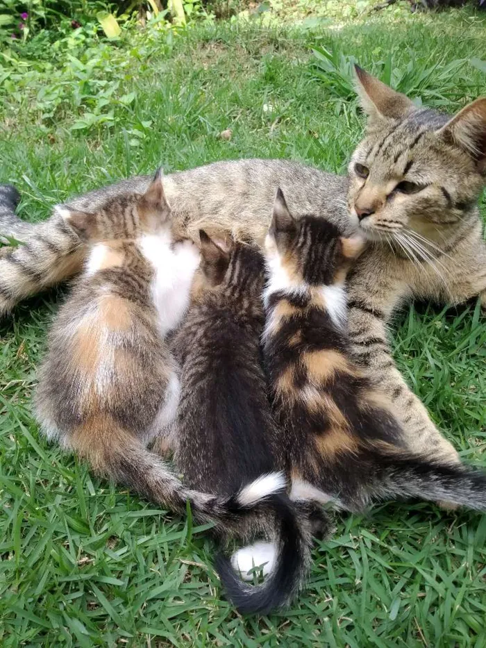 Gato raça Sem raça definida idade Abaixo de 2 meses nome Filhotes