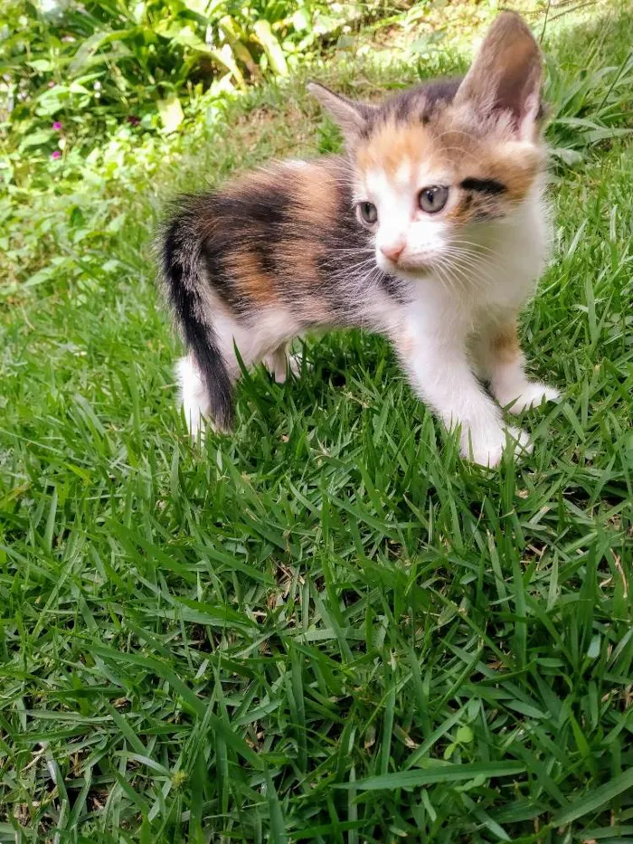Gato raça Sem raça definida idade Abaixo de 2 meses nome Filhotes