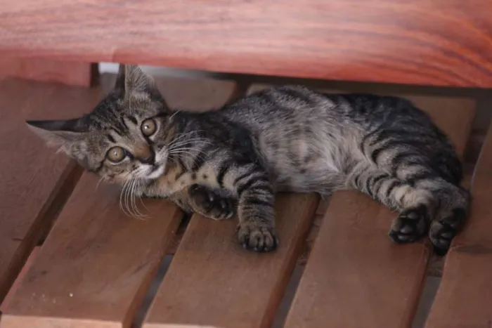 Gato ra a Mestiço idade Abaixo de 2 meses nome Tarzan