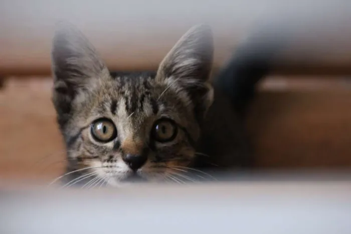 Gato ra a Mestiço idade Abaixo de 2 meses nome Tarzan