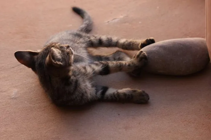 Gato ra a Mestiço idade Abaixo de 2 meses nome Tarzan