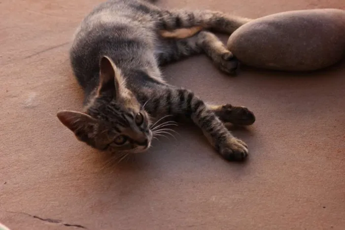 Gato ra a Mestiço idade Abaixo de 2 meses nome Tarzan