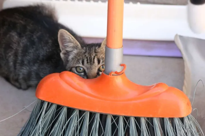 Gato ra a Mestiço idade Abaixo de 2 meses nome Tarzan