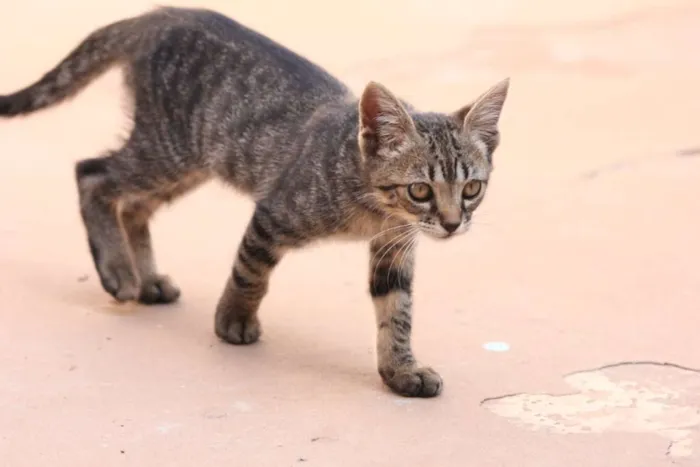 Gato ra a Mestiço idade Abaixo de 2 meses nome Tarzan