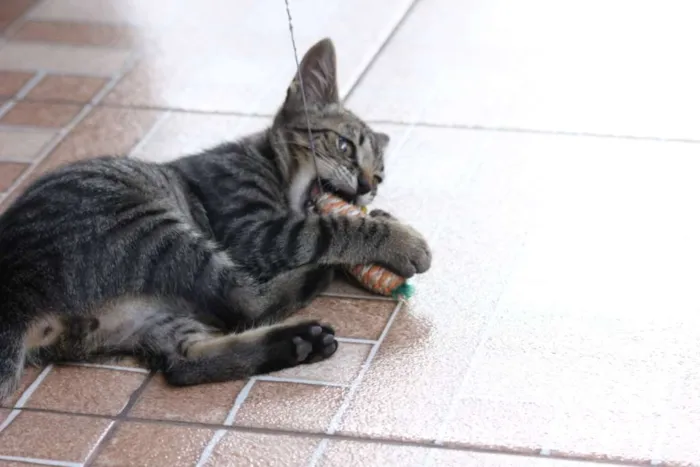 Gato ra a Mestiço idade Abaixo de 2 meses nome Tarzan