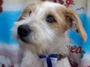 Cachorro raça Srd idade 2 anos nome Joca