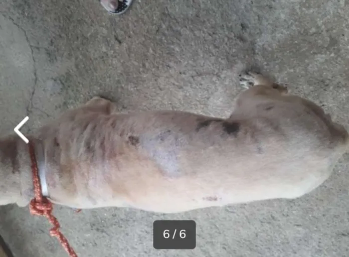 Cachorro ra a SRD idade  nome Nino