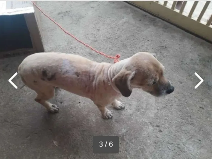 Cachorro ra a SRD idade  nome Nino