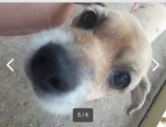 Cachorro ra a SRD idade  nome Nino