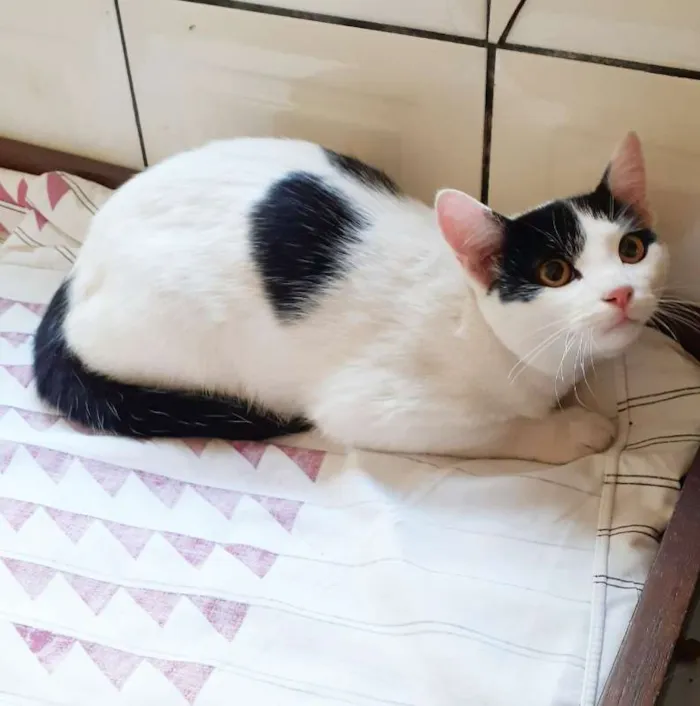 Gato ra a srd idade 2 a 6 meses nome Tico