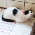 Tico