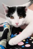 Tico