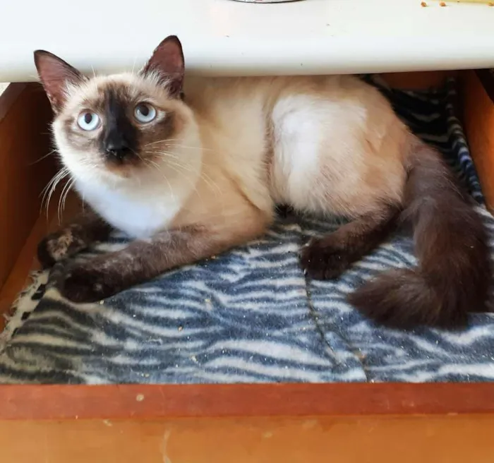 Gato ra a srd idade 2 a 6 meses nome Clarice