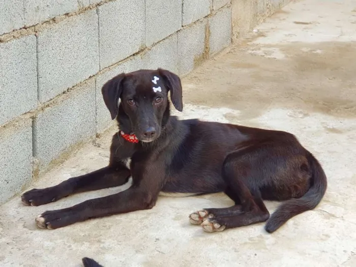 Cachorro ra a SRD idade 7 a 11 meses nome Orelhuda