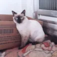 Clarice