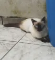 Clarice