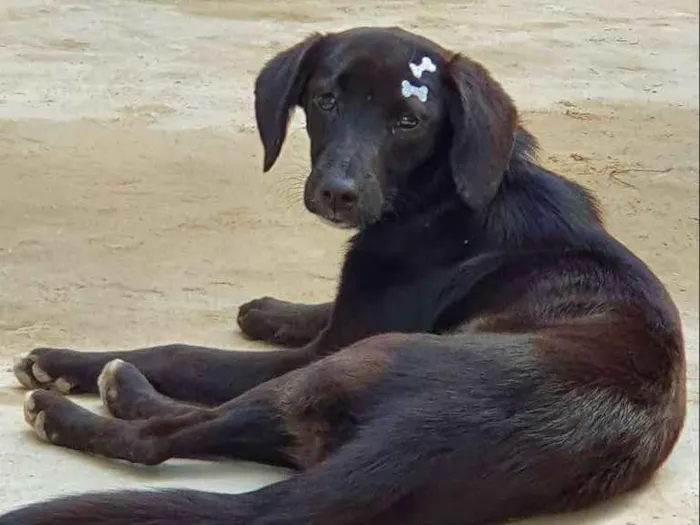 Cachorro ra a SRD idade 7 a 11 meses nome Orelhuda