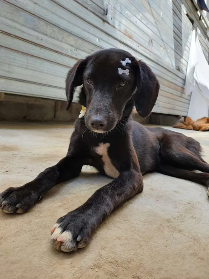 Cachorro ra a SRD idade 7 a 11 meses nome Orelhuda