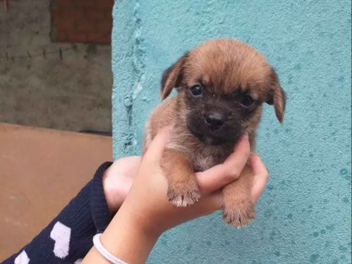 Cachorro raça SRD idade Abaixo de 2 meses nome Sem nome 