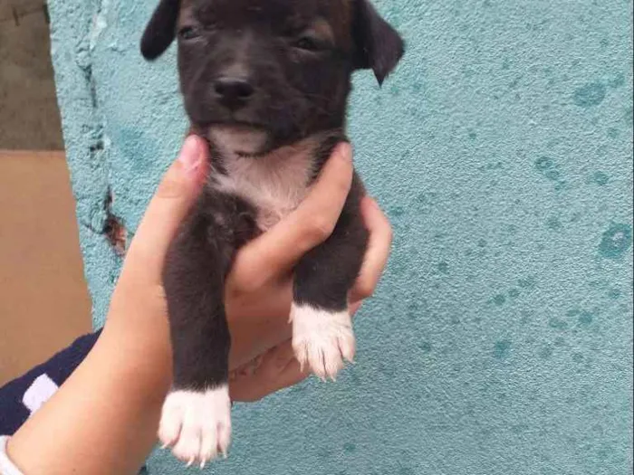 Cachorro raça SRD idade Abaixo de 2 meses nome Sem nome 