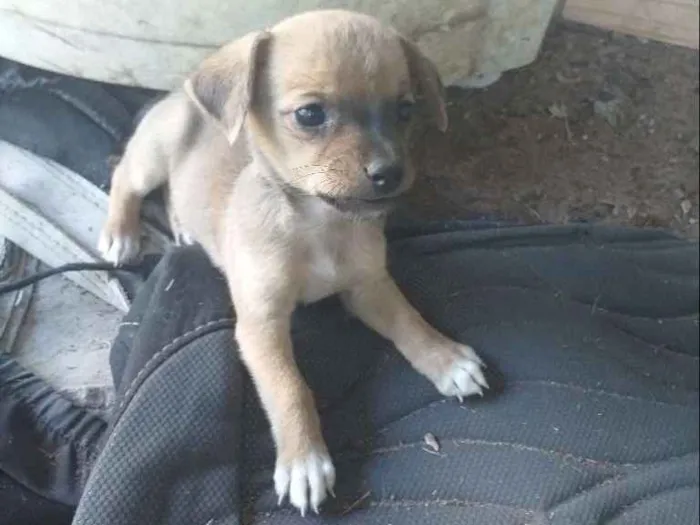 Cachorro raça SRD idade Abaixo de 2 meses nome Sem nome 