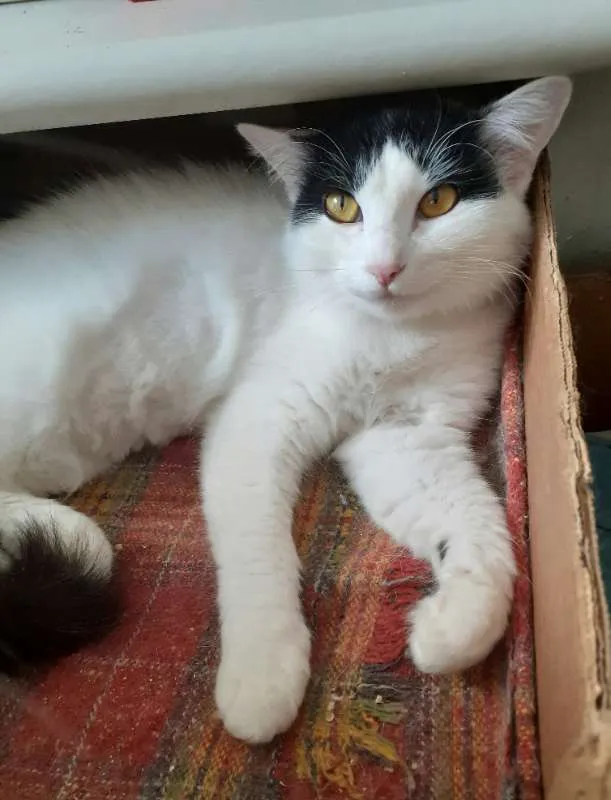 Gato ra a srd idade 1 ano nome Bettie