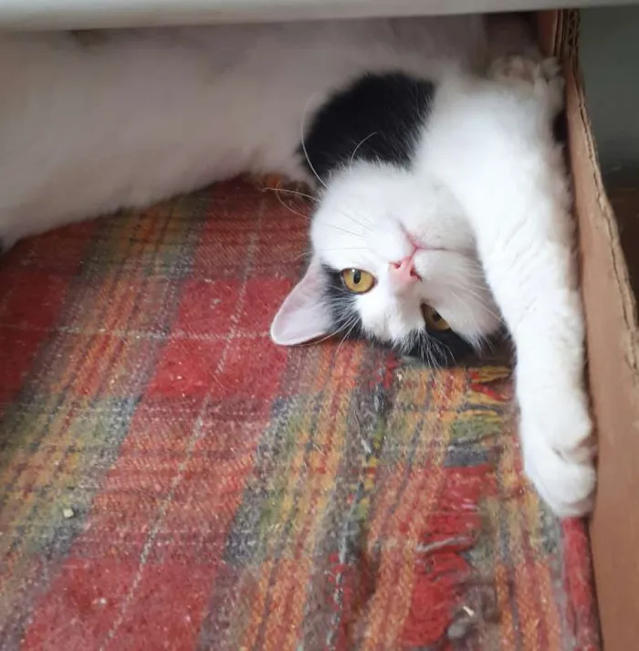 Gato ra a srd idade 1 ano nome Bettie