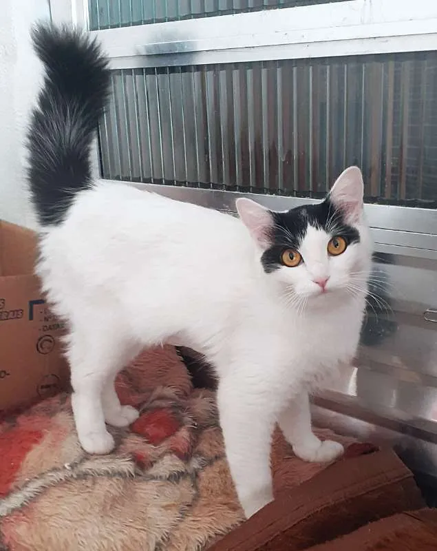 Gato ra a srd idade 1 ano nome Bettie