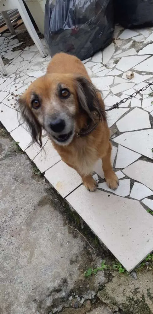 Cachorro ra a Vira lata  idade 2 anos nome Mel 