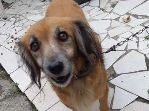 Cachorro ra a Vira lata  idade 2 anos nome Mel 