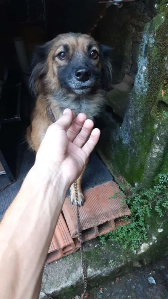 Cachorro ra a Vira lata  idade 2 anos nome Mel 