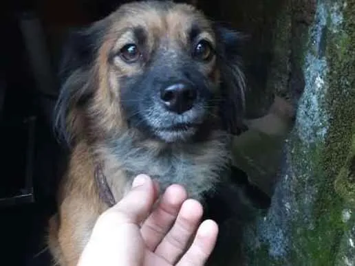 Cachorro ra a Vira lata  idade 2 anos nome Mel 