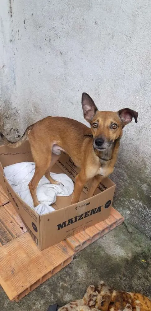 Cachorro ra a Vira lata  idade 2 anos nome Mel 