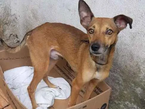 Cachorro ra a Vira lata  idade 2 anos nome Mel 