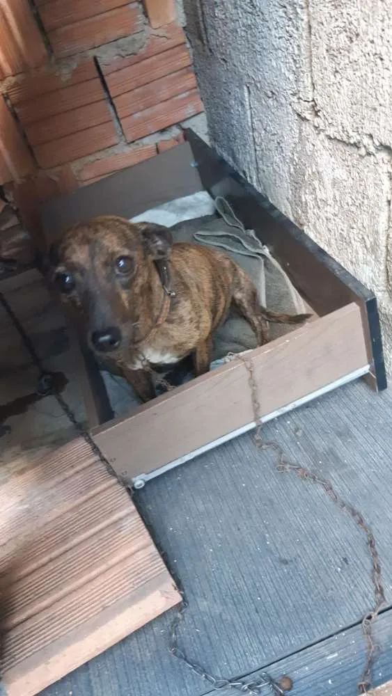 Cachorro ra a Vira lata  idade 2 anos nome Mel 