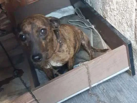 Cachorro ra a Vira lata  idade 2 anos nome Mel 